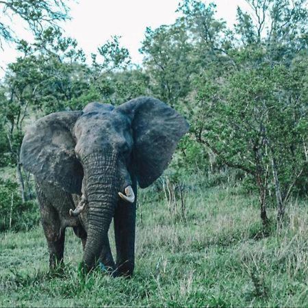 Honeyguide Tented Safari Camps - Mantobeni Khu bảo tồn Khu bảo tồn Manyeleti Game Reserve Ngoại thất bức ảnh