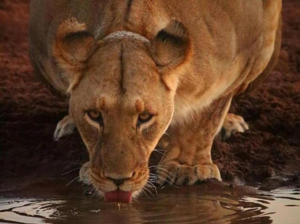 Honeyguide Tented Safari Camps - Mantobeni Khu bảo tồn Khu bảo tồn Manyeleti Game Reserve Ngoại thất bức ảnh