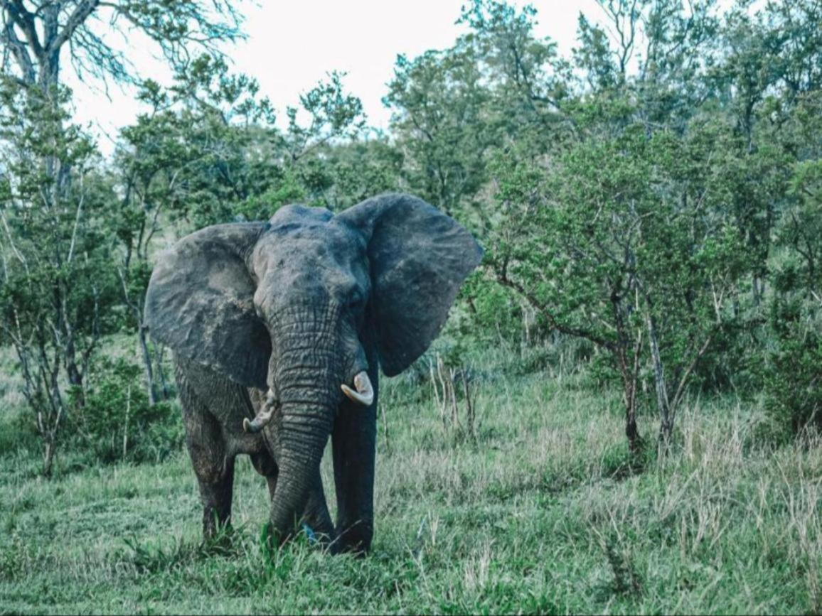 Honeyguide Tented Safari Camps - Mantobeni Khu bảo tồn Khu bảo tồn Manyeleti Game Reserve Ngoại thất bức ảnh