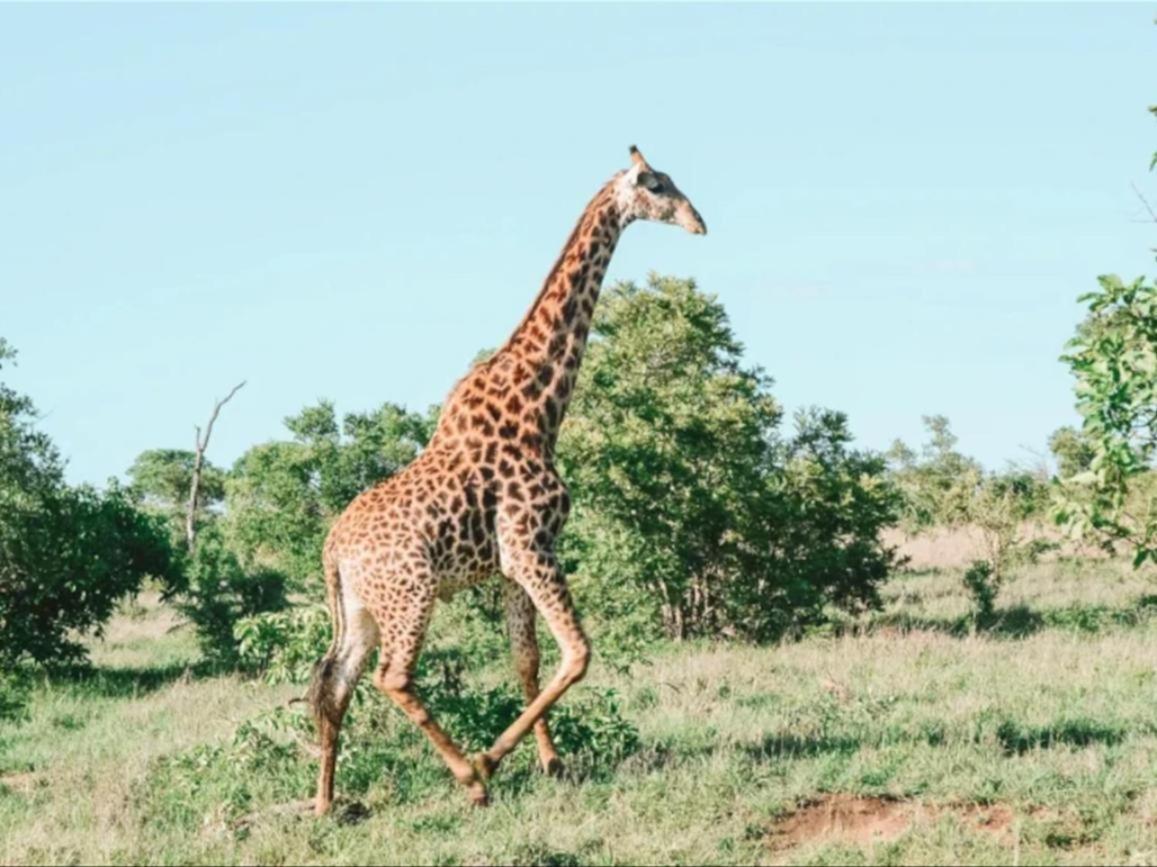 Honeyguide Tented Safari Camps - Mantobeni Khu bảo tồn Khu bảo tồn Manyeleti Game Reserve Ngoại thất bức ảnh