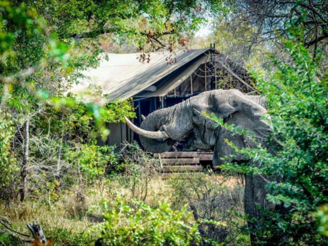 Honeyguide Tented Safari Camps - Mantobeni Khu bảo tồn Khu bảo tồn Manyeleti Game Reserve Ngoại thất bức ảnh
